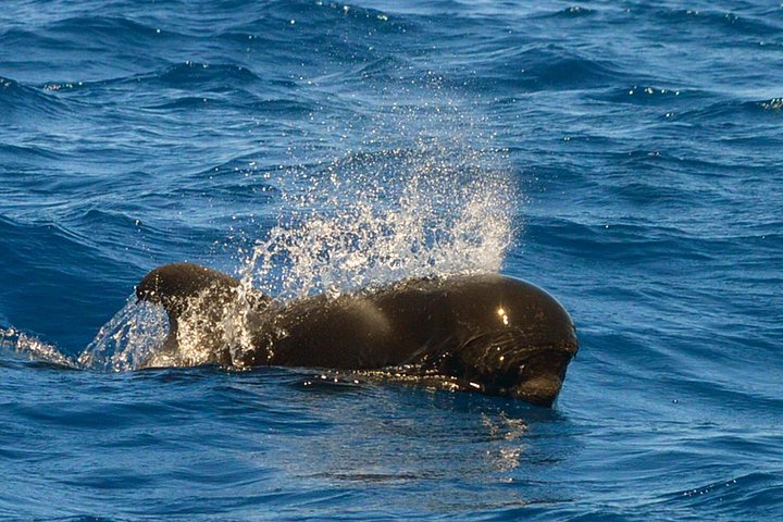 Miljøvenlig hvalsafari- og delfinsafari-bådtur fra Costa Adeje, Tenerife, foto 8 | wizardtrip