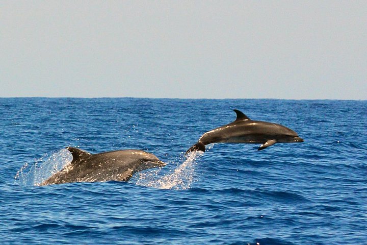 Miljøvenlig hvalsafari- og delfinsafari-bådtur fra Costa Adeje, Tenerife, foto 9 | wizardtrip
