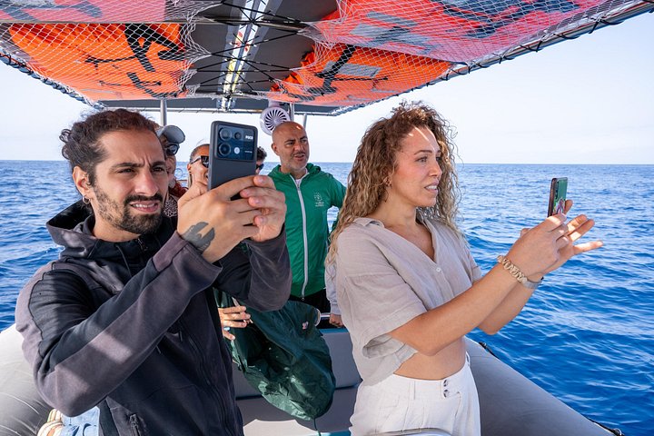 Miljøvenlig hvalsafari- og delfinsafari-bådtur fra Costa Adeje, Tenerife, foto 12 | wizardtrip
