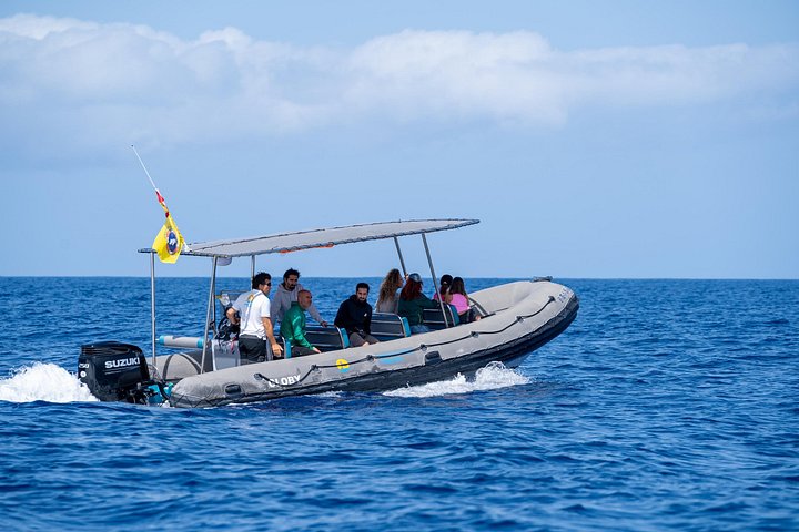 Miljøvenlig hvalsafari- og delfinsafari-bådtur fra Costa Adeje, Tenerife, foto 16 | wizardtrip