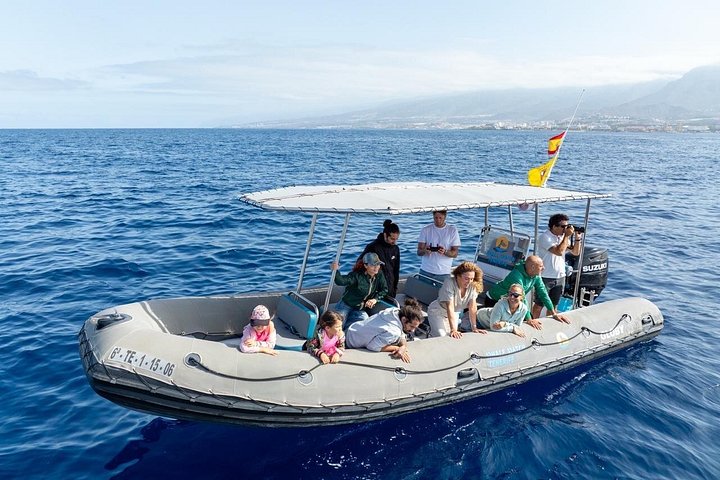 Miljøvenlig hvalsafari- og delfinsafari-bådtur fra Costa Adeje, Tenerife, foto 17 | wizardtrip