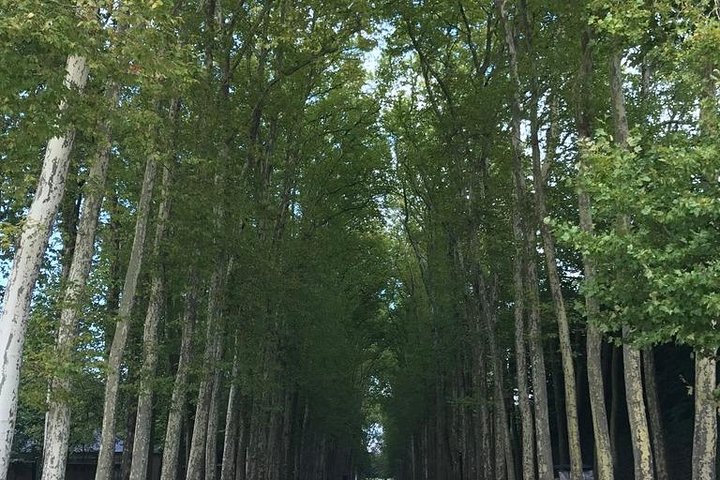Tour privado en coche de golf por el Palacio de Versalles y sus jardines, Francia, foto 24 | wizardtrip
