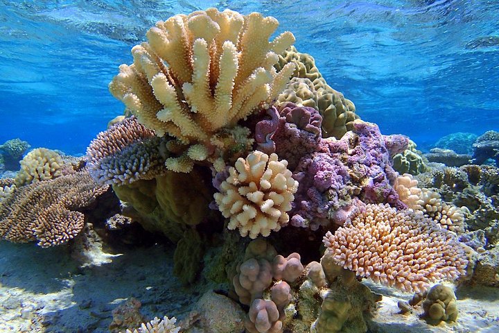 Excursión de snorkel en grupo de medio día en la laguna de Bora Bora con mantarrayas y jardines de coral, foto 6 | wizardtrip