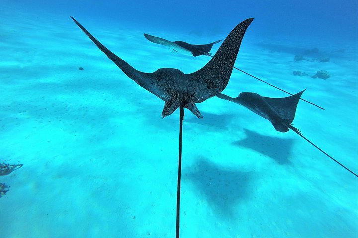 Excursión de snorkel en grupo de medio día en la laguna de Bora Bora con mantarrayas y jardines de coral, foto 9 | wizardtrip