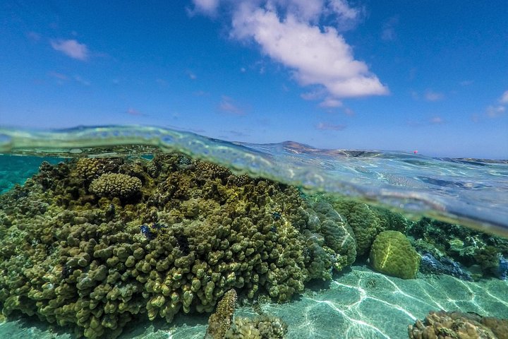 Excursión de snorkel en grupo de medio día en la laguna de Bora Bora con mantarrayas y jardines de coral, foto 10 | wizardtrip