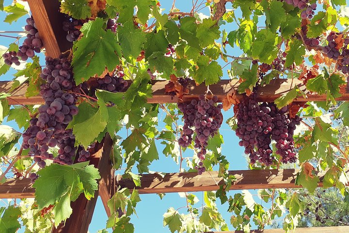 Small group wine tour in the Troodos Mountains, Cyprus, visiting wineries and enjoying local food, photo 8 | wizardtrip