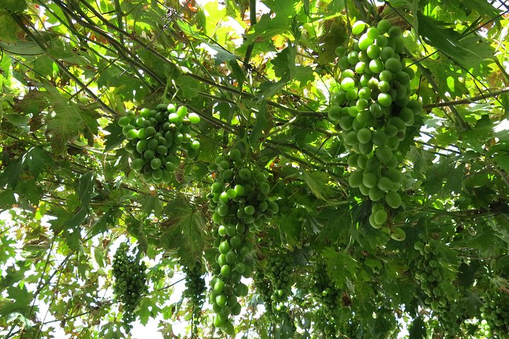Small group wine tour in the Troodos Mountains, Cyprus, visiting wineries and enjoying local food, photo 15 | wizardtrip