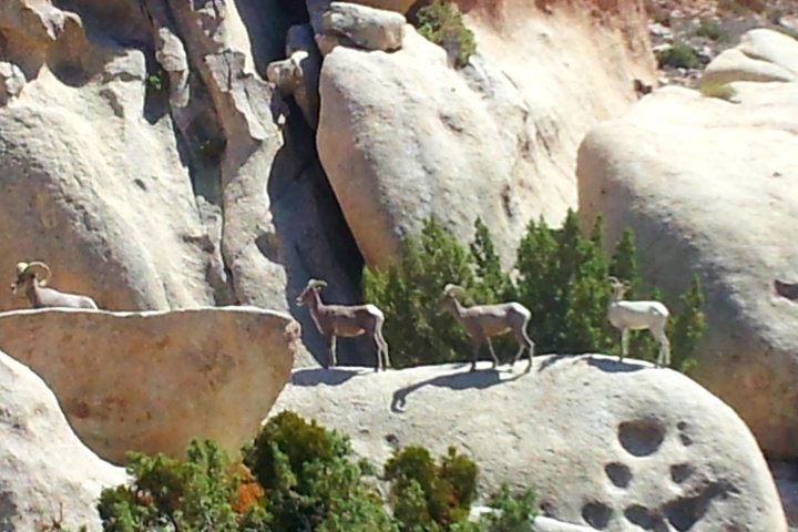 Excursion en Hummer en plein air dans le parc national de Joshua Tree, explorant des paysages désertiques et des formations rocheuses, photo 8 | wizardtrip