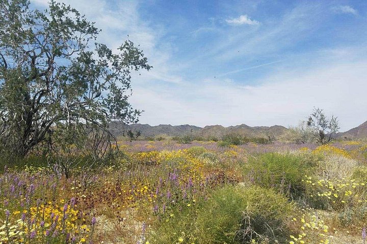 ジョシュア・ツリー国立公園のユニークな砂漠の景観と象徴的な岩の造形を、ガイド付きツアーで探索しましょう、写真13 | wizardtrip