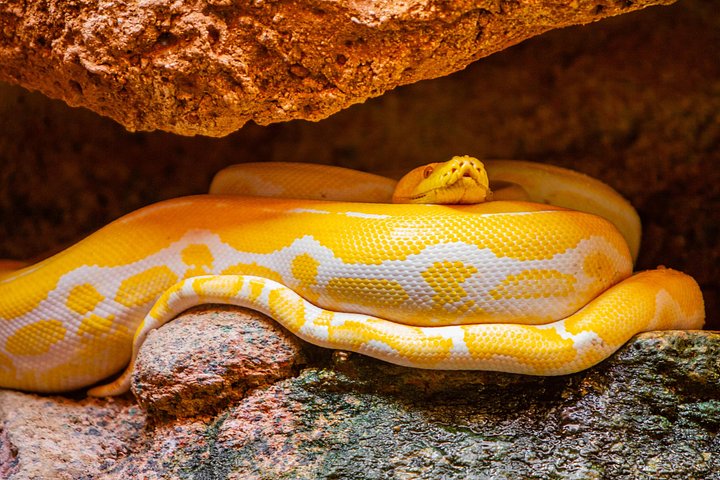 モロッコ、アガディールにあるワニ公園と庭園、写真6 | wizardtrip