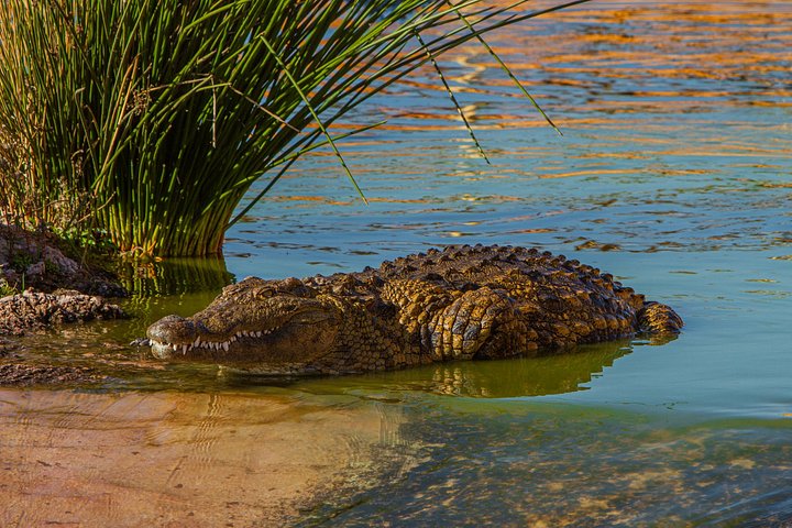 モロッコ、アガディールにあるワニ公園と庭園、写真7 | wizardtrip