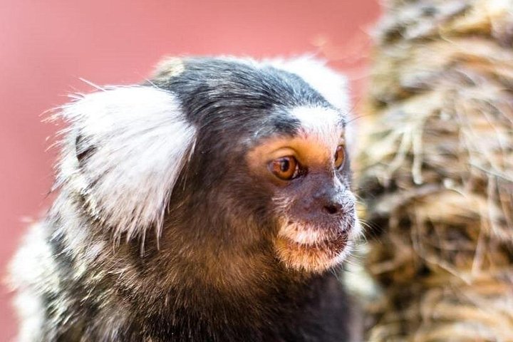 モロッコ、アガディールにあるワニ公園と庭園、写真8 | wizardtrip