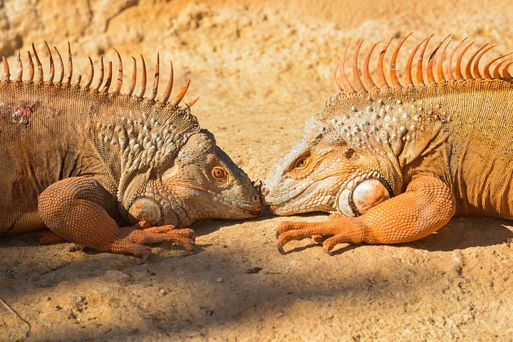 モロッコ、アガディールにあるワニ公園と庭園、写真9 | wizardtrip