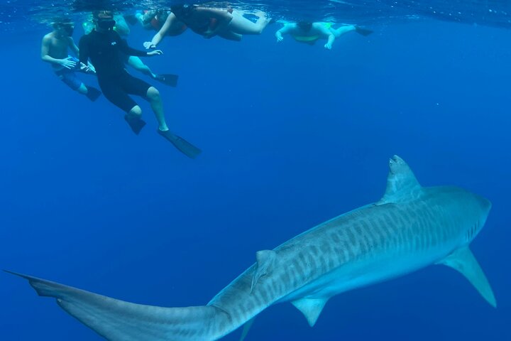 Oahu : Plongée sans cage avec les requins sur la côte nord