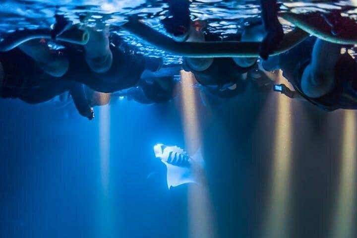 ハワイ、ビッグアイランド沖でのマンタレイとの夜間シュノーケリング、写真6 | wizardtrip