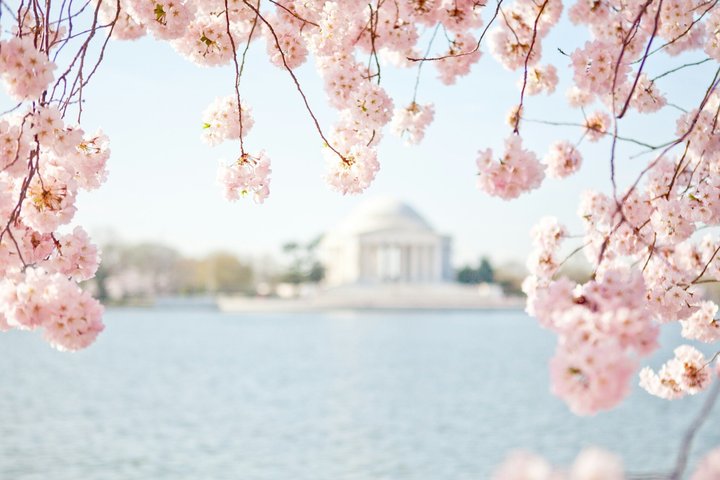 Rundtur till Washington DC:s landmärken inklusive monument, National Mall och båtkryssning på Potomacfloden, foto 28 | wizardtrip