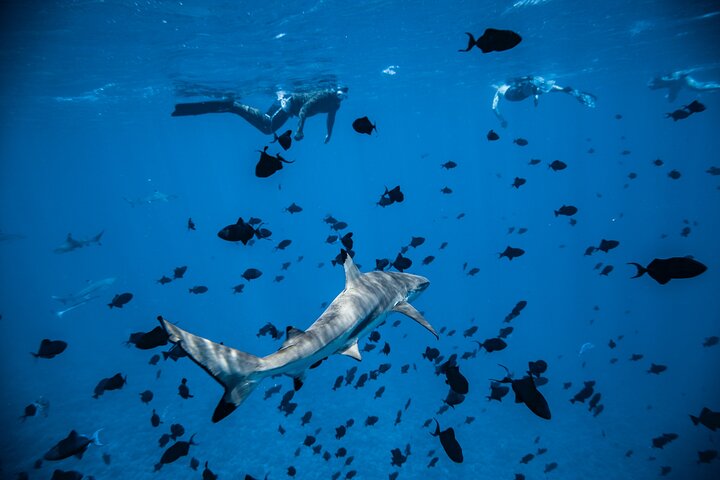 Croisière dans le lagon de Bora Bora : requins, raies et déjeuner | wizardtrip