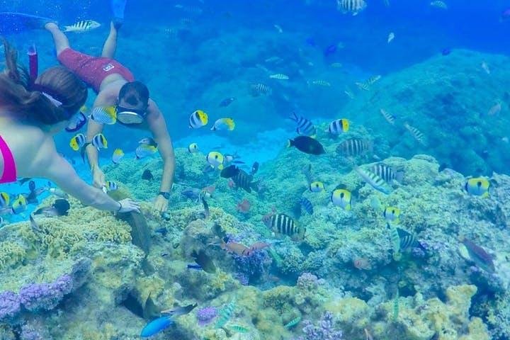 Heldagskryssning i Bora Boras lagun med snorkling, möte med hajar och rockor samt lunch, foto 9 | wizardtrip
