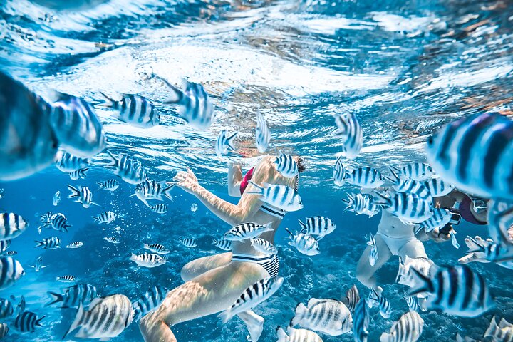 Heldagskryssning i Bora Boras lagun med snorkling, möte med hajar och rockor samt lunch, foto 11 | wizardtrip