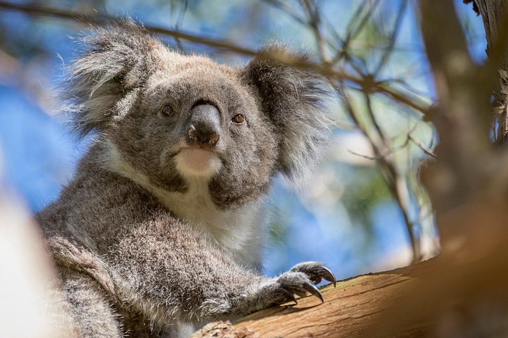 メルボルン発の野生動物ツアーで、フィリップ島のコアラとペンギンをご覧ください、写真8 | wizardtrip