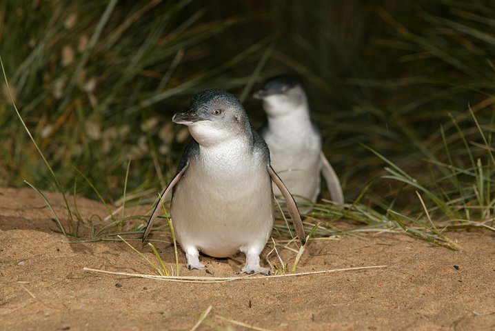 メルボルン発の野生動物ツアーで、フィリップ島のコアラとペンギンをご覧ください、写真9 | wizardtrip