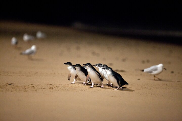 メルボルン発の野生動物ツアーで、フィリップ島のコアラとペンギンをご覧ください、写真13 | wizardtrip