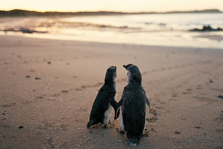 メルボルン発の野生動物ツアーで、フィリップ島のコアラとペンギンをご覧ください、写真20 | wizardtrip