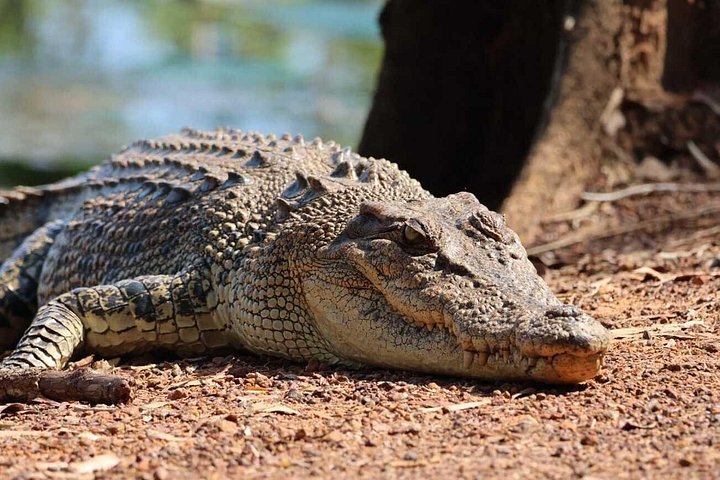 Tierwelt und alte Felsmalereien im Kakadu-Nationalpark, Darwin, Foto 6 | wizardtrip