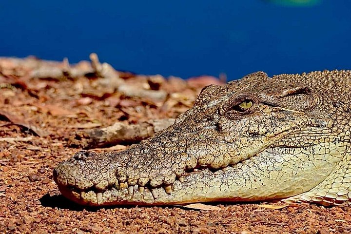 Tierwelt und alte Felsmalereien im Kakadu-Nationalpark, Darwin, Foto 12 | wizardtrip