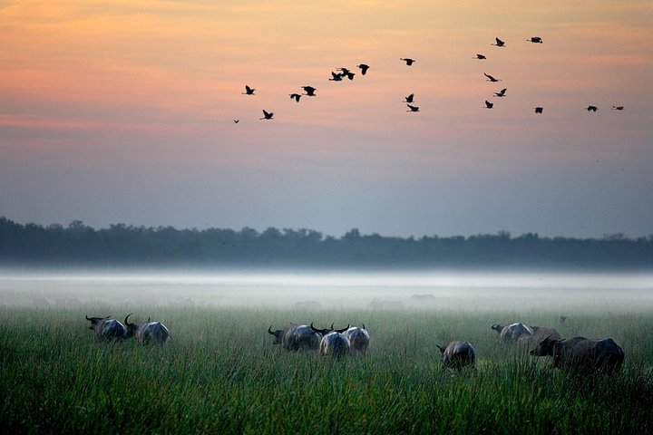 Tierwelt und alte Felsmalereien im Kakadu-Nationalpark, Darwin, Foto 14 | wizardtrip
