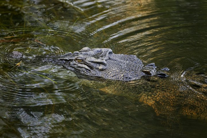 Tierwelt und alte Felsmalereien im Kakadu-Nationalpark, Darwin, Foto 16 | wizardtrip