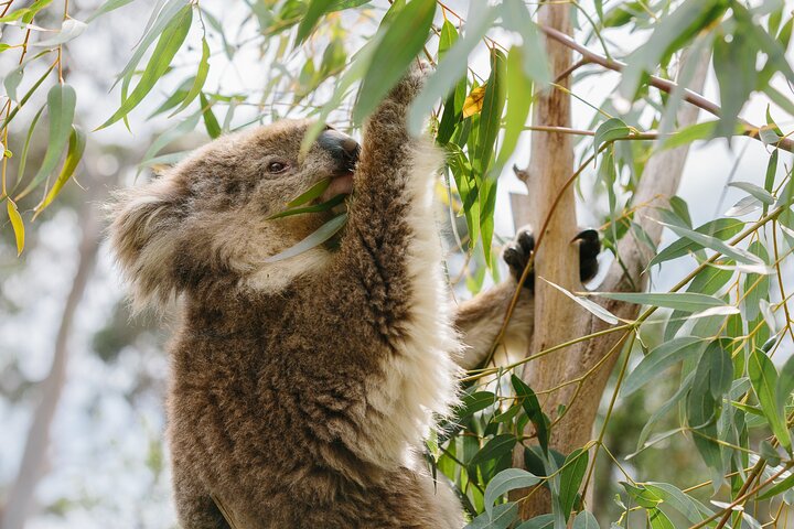 Erleben Sie Australiens einzigartige Tierwelt mit Koala-Begegnungen und der berühmten Pinguinparade auf Phillip Island, Foto 7 | wizardtrip