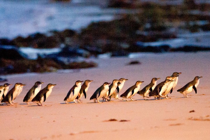 Erleben Sie Australiens einzigartige Tierwelt mit Koala-Begegnungen und der berühmten Pinguinparade auf Phillip Island, Foto 8 | wizardtrip