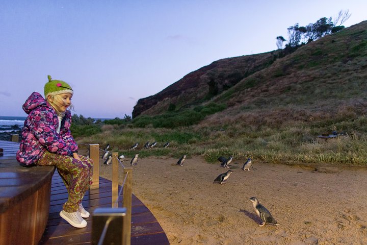Erleben Sie Australiens einzigartige Tierwelt mit Koala-Begegnungen und der berühmten Pinguinparade auf Phillip Island, Foto 10 | wizardtrip