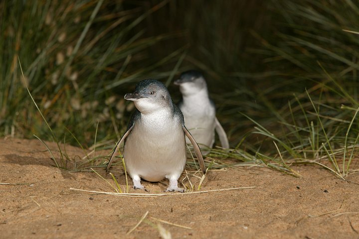 Erleben Sie Australiens einzigartige Tierwelt mit Koala-Begegnungen und der berühmten Pinguinparade auf Phillip Island, Foto 12 | wizardtrip