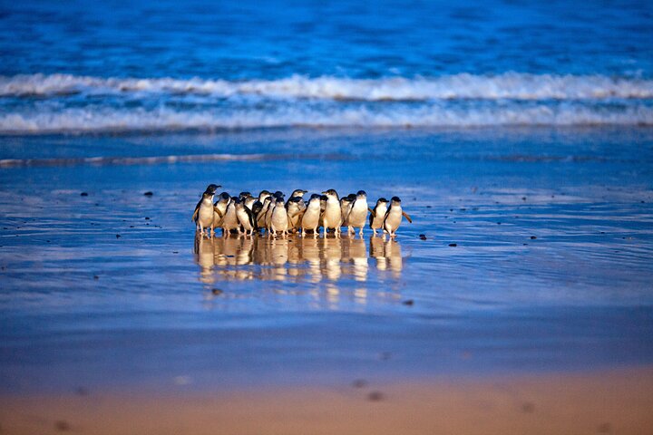 Erleben Sie Australiens einzigartige Tierwelt mit Koala-Begegnungen und der berühmten Pinguinparade auf Phillip Island, Foto 15 | wizardtrip