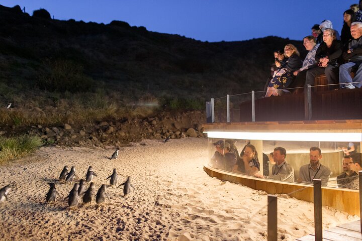 Erleben Sie Australiens einzigartige Tierwelt mit Koala-Begegnungen und der berühmten Pinguinparade auf Phillip Island, Foto 19 | wizardtrip