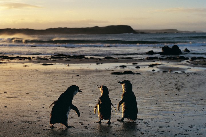 Erleben Sie Australiens einzigartige Tierwelt mit Koala-Begegnungen und der berühmten Pinguinparade auf Phillip Island, Foto 20 | wizardtrip