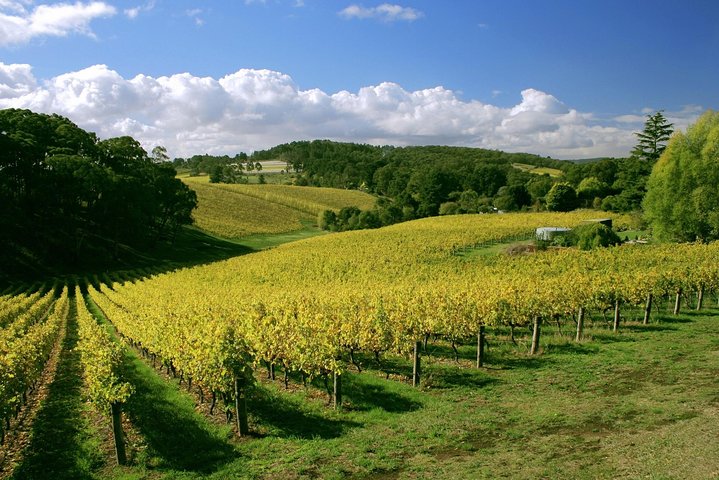 Kleingruppen-Weinprobe-Tour in McLaren Vale, Südaustralien, mit malerischen Ausblicken und Küstenstopps, Foto 11 | wizardtrip