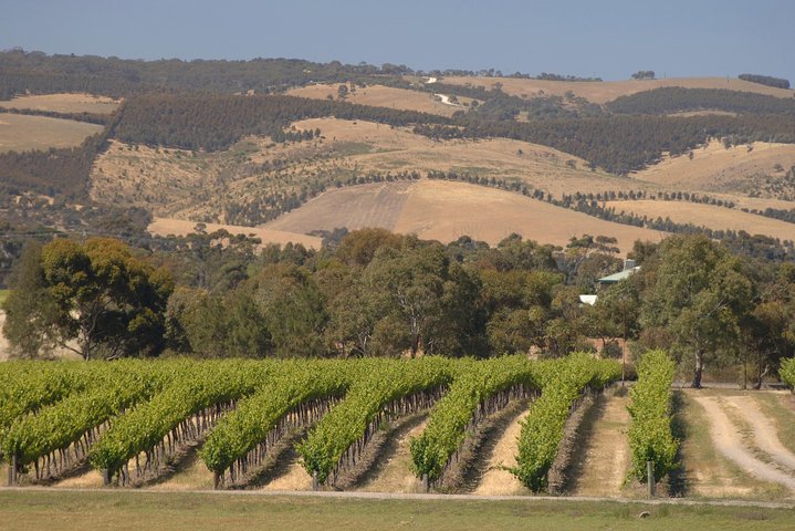 Kleingruppen-Weinprobe-Tour in McLaren Vale, Südaustralien, mit malerischen Ausblicken und Küstenstopps, Foto 14 | wizardtrip
