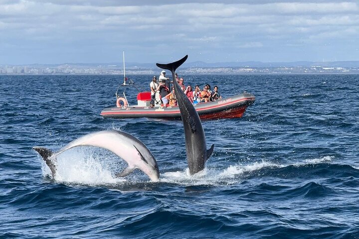 Albufeira: Dolphins and Caves Tour | wizardtrip