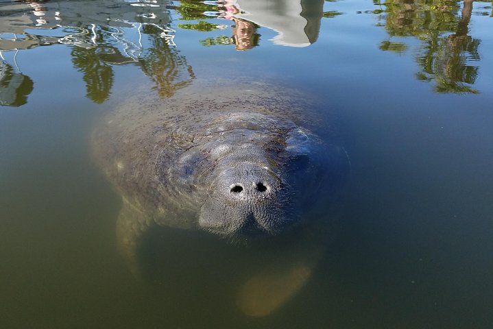 Mangrove Tunnels, Dolphins, Manatee Tour #1 Rated in Cocoa Beach | wizardtrip