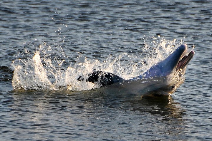 Passeio de caiaque pelos manguezais de Cocoa Beach em busca de golfinhos e peixes-boi, foto 6 | wizardtrip
