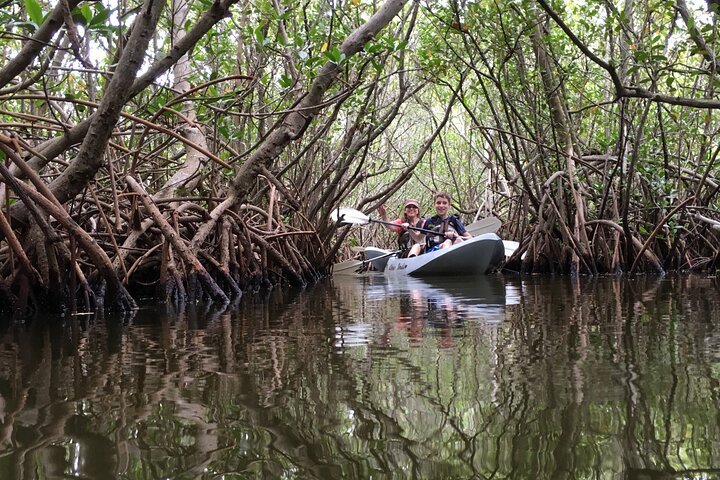 Passeio de caiaque pelos manguezais de Cocoa Beach em busca de golfinhos e peixes-boi, foto 8 | wizardtrip