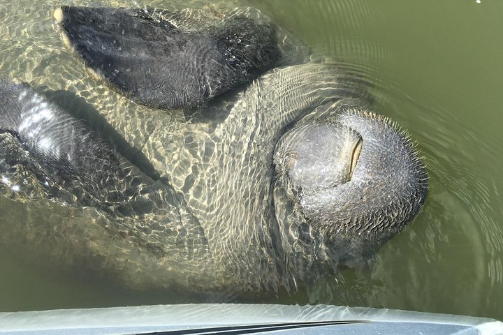 Passeio de caiaque pelos manguezais de Cocoa Beach em busca de golfinhos e peixes-boi, foto 9 | wizardtrip