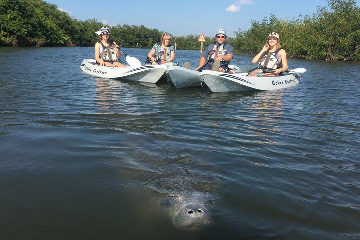 Passeio de caiaque pelos manguezais de Cocoa Beach em busca de golfinhos e peixes-boi, foto 12 | wizardtrip