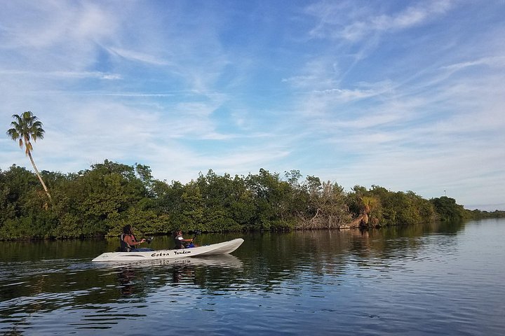 Passeio de caiaque pelos manguezais de Cocoa Beach em busca de golfinhos e peixes-boi, foto 13 | wizardtrip