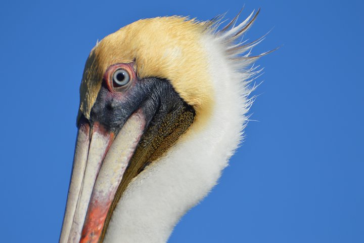 Passeio de caiaque pelos manguezais de Cocoa Beach em busca de golfinhos e peixes-boi, foto 18 | wizardtrip