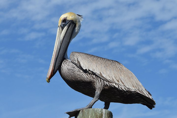 Passeio de caiaque pelos manguezais de Cocoa Beach em busca de golfinhos e peixes-boi, foto 21 | wizardtrip