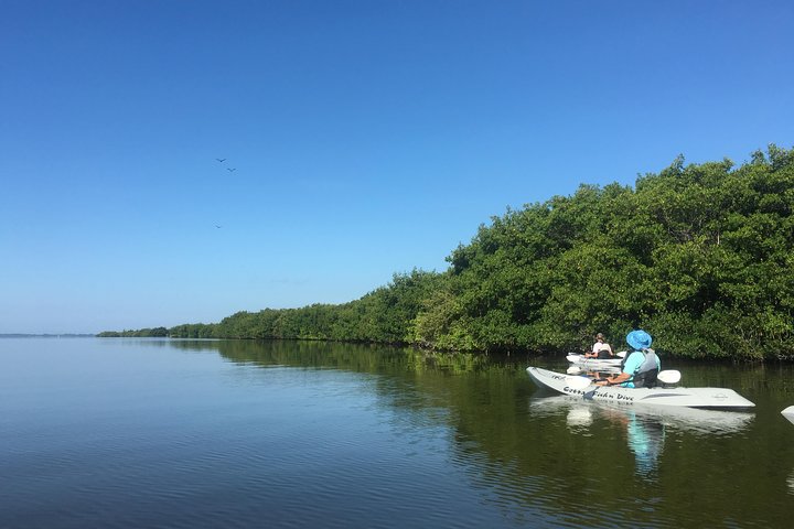 Passeio de caiaque pelos manguezais de Cocoa Beach em busca de golfinhos e peixes-boi, foto 24 | wizardtrip